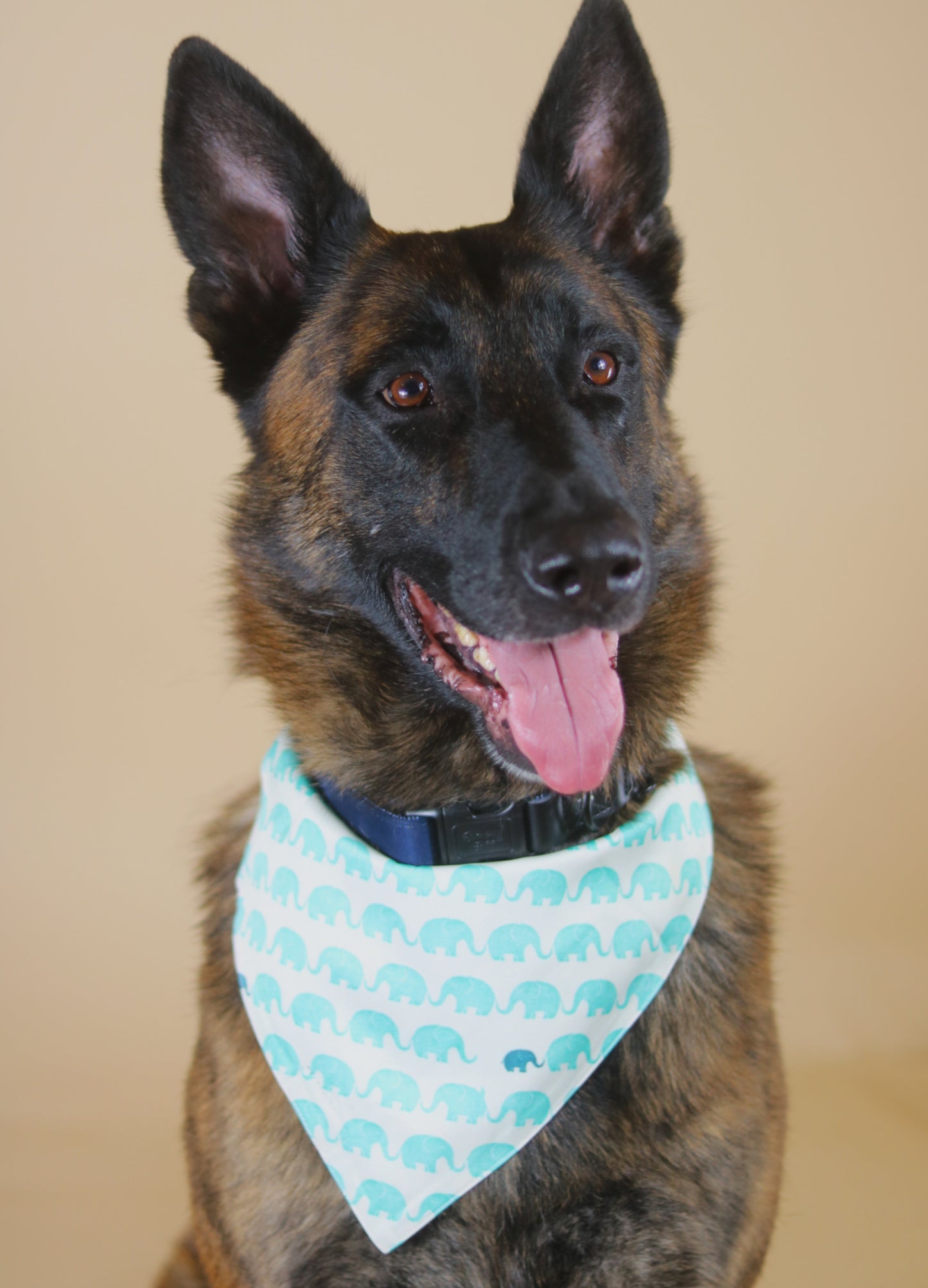 Dark Blue Suede Dog Collar with Black Leather