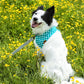 The Green Gingham Bandana