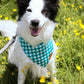 The Green Gingham Bandana