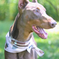The Central Park Bandana