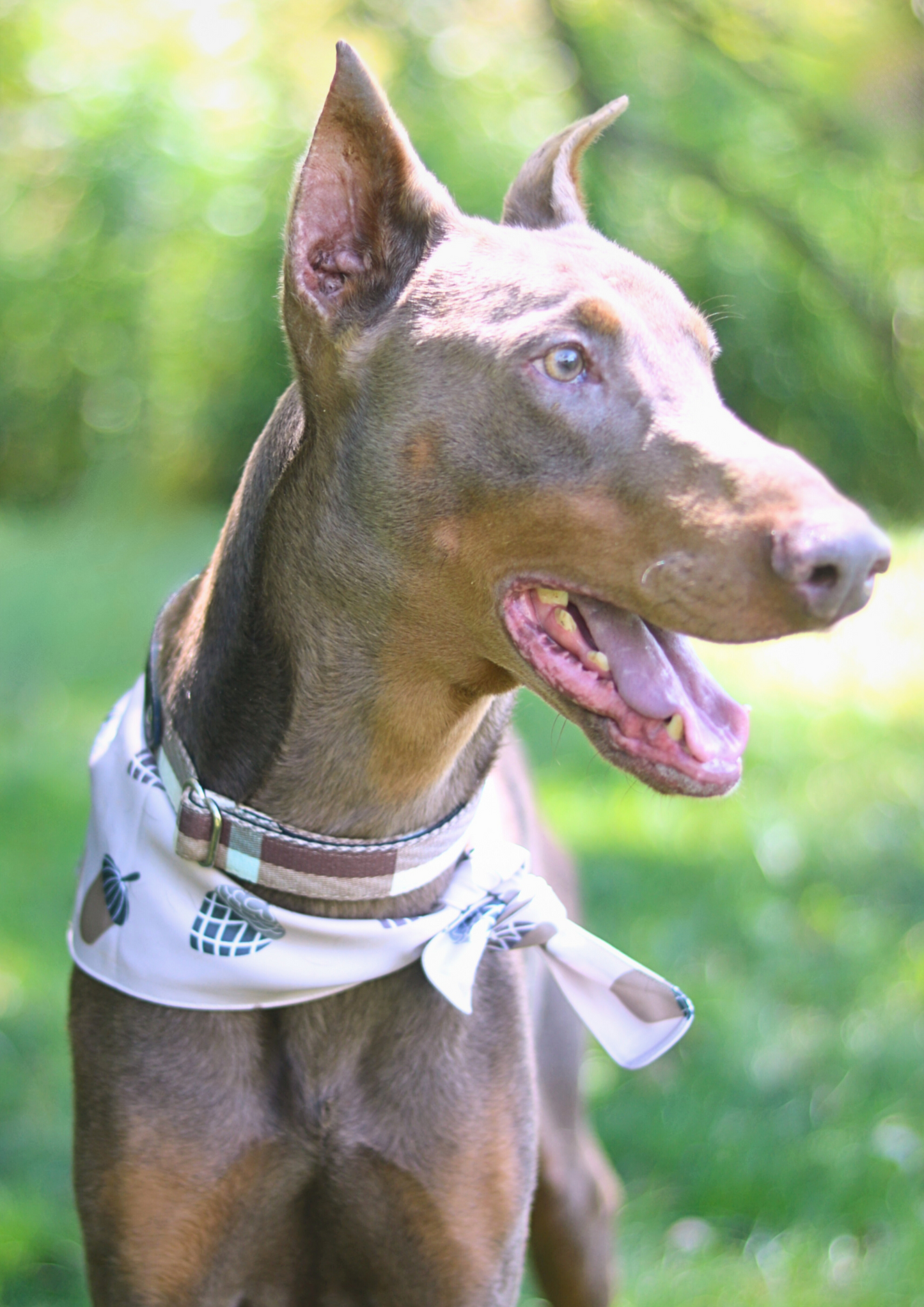 The Central Park Bandana