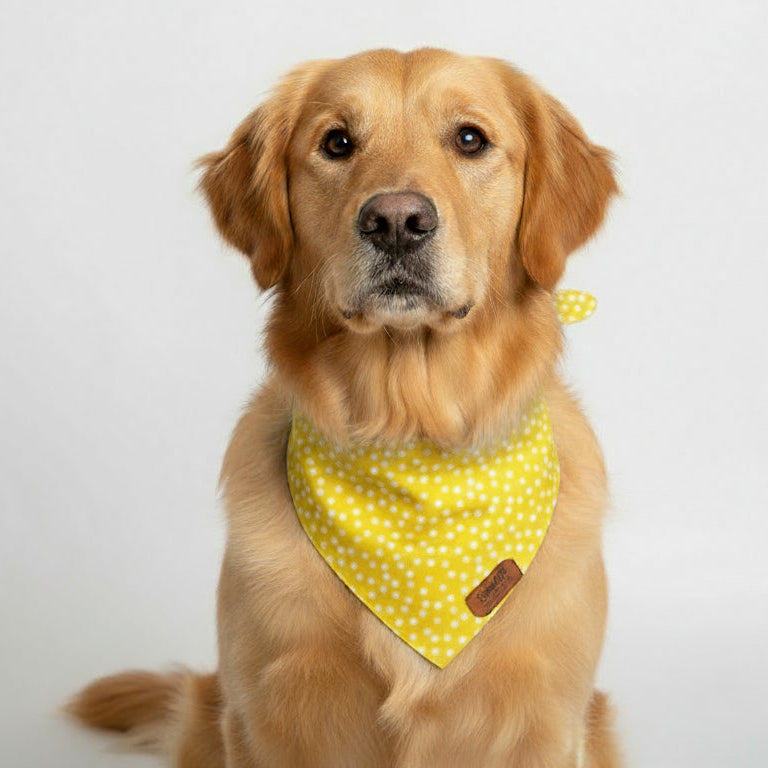 The Yellow Dot Bandana
