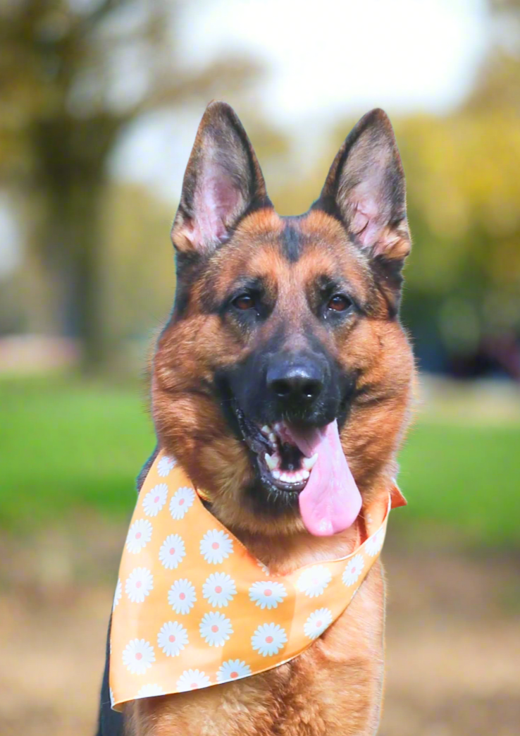 The Daisy Bandana