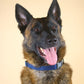 Dark Blue Suede Dog Collar with Black Leather
