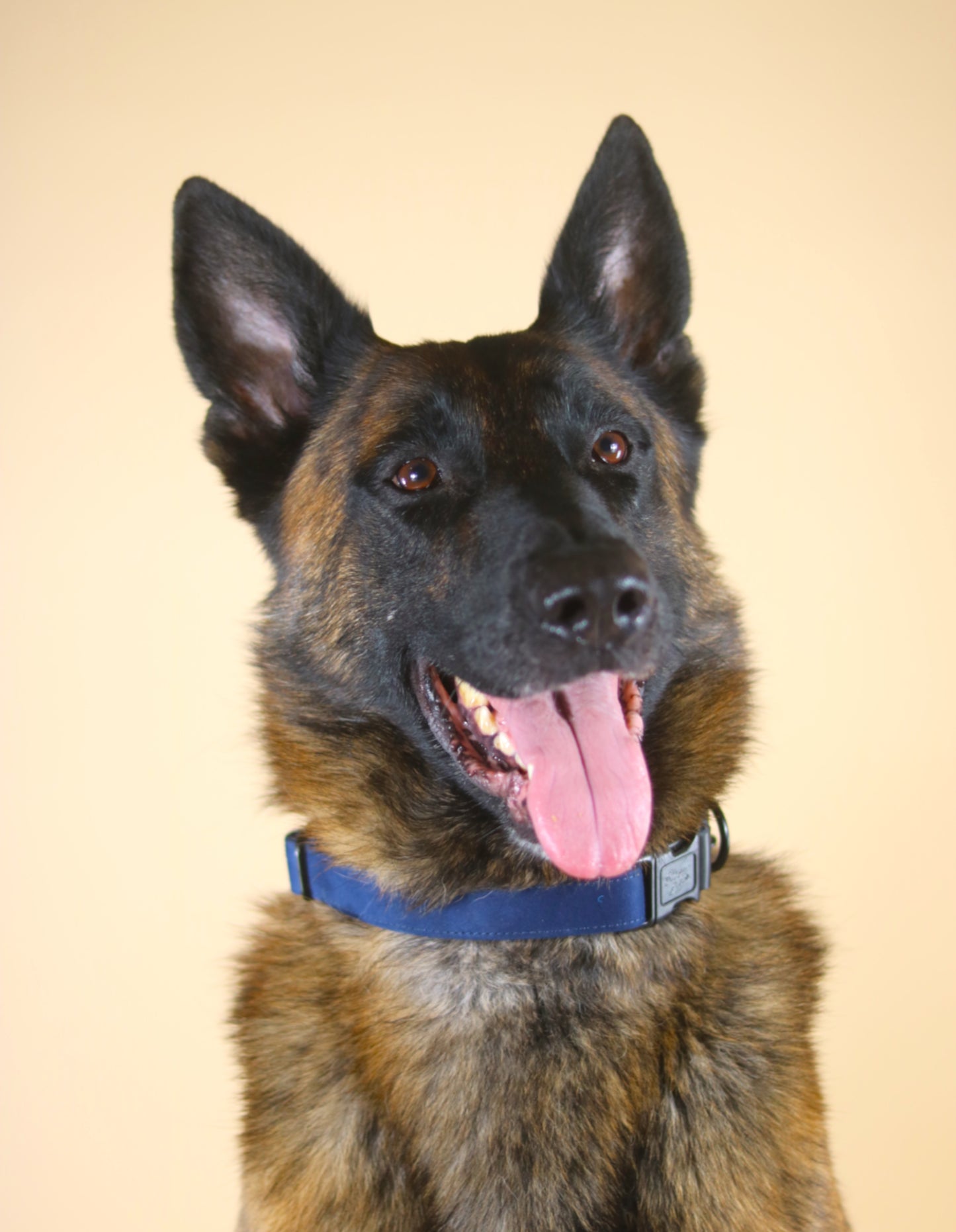 Dark Blue Suede Dog Collar with Black Leather