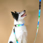 The Aero Dog Collar with Black Leather