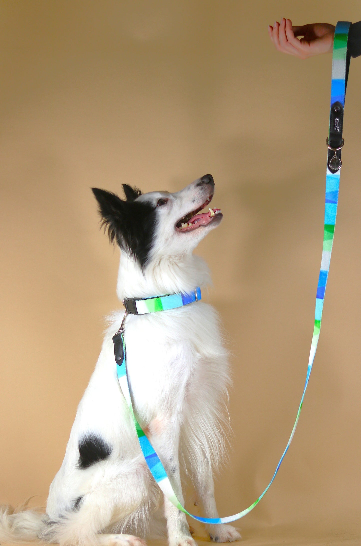 The Aero Dog Collar with Black Leather