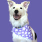 The Dreamy Bandana