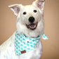 The Ivory Bandana