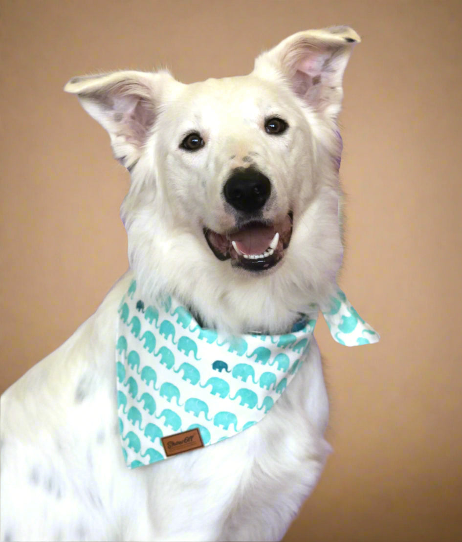 The Ivory Bandana