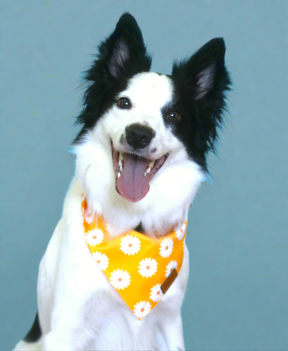 The Daisy Bandana