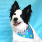 The Party Time Bandana