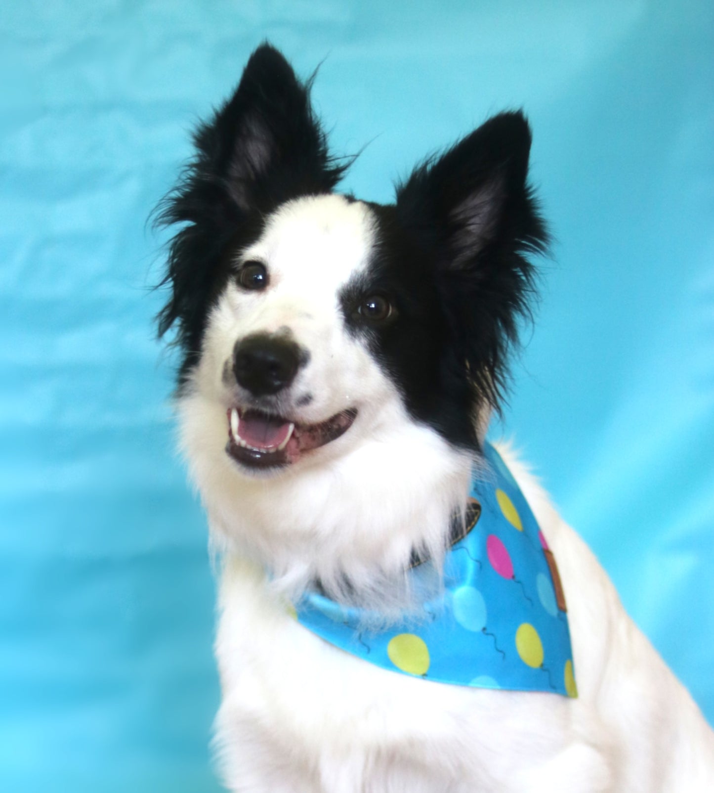 The Party Time Bandana