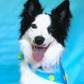 The Party Time Bandana