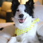 Yellow Gingham Bandana