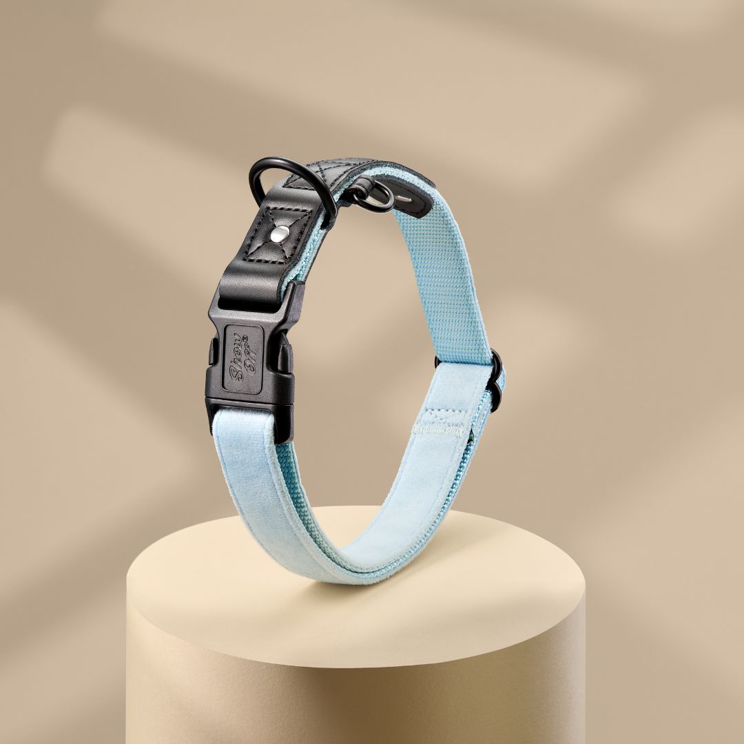 Light Blue Velvet Dog Collar with Black Leather