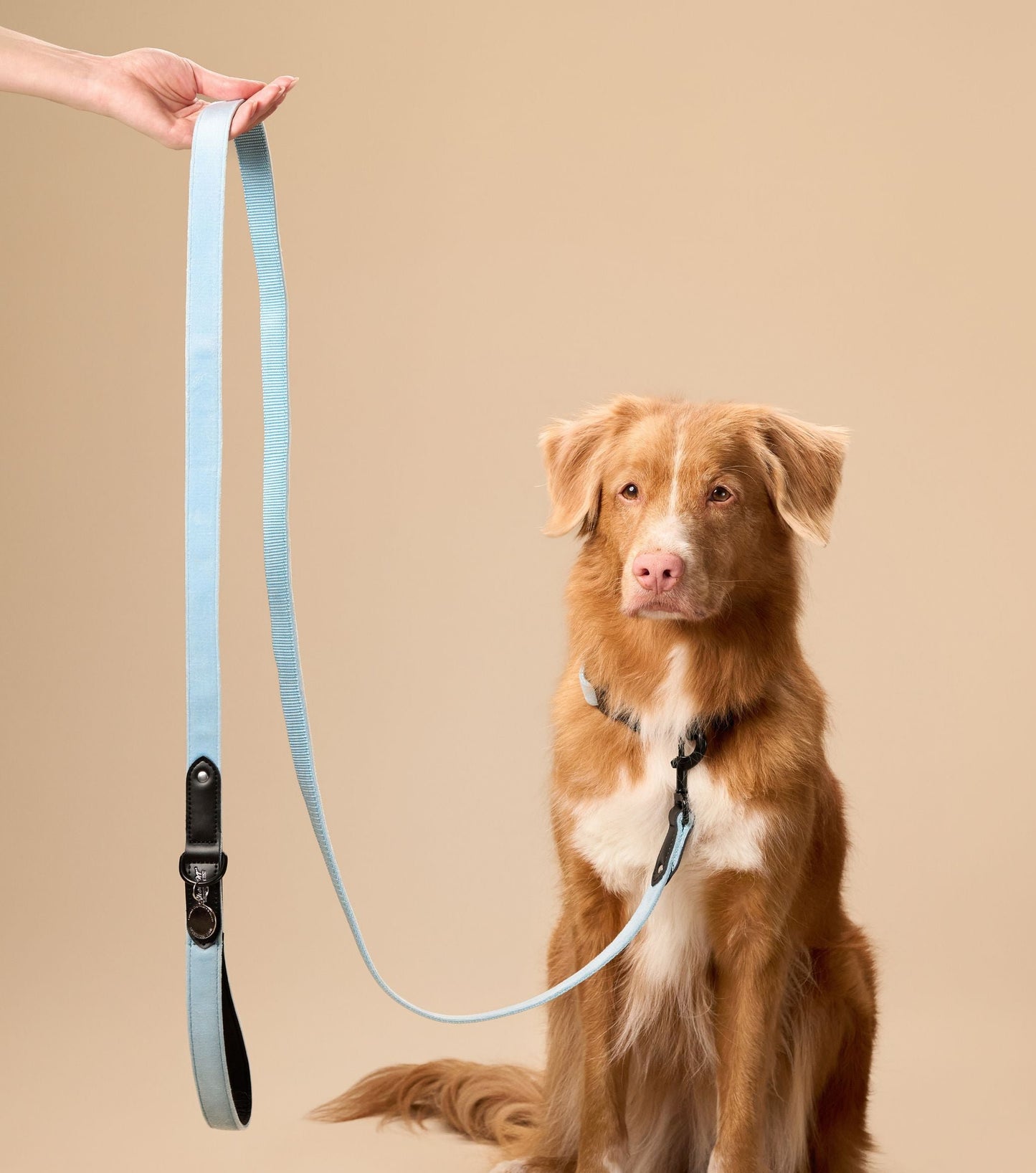 Light Blue Velvet Dog Leash with Black Leather