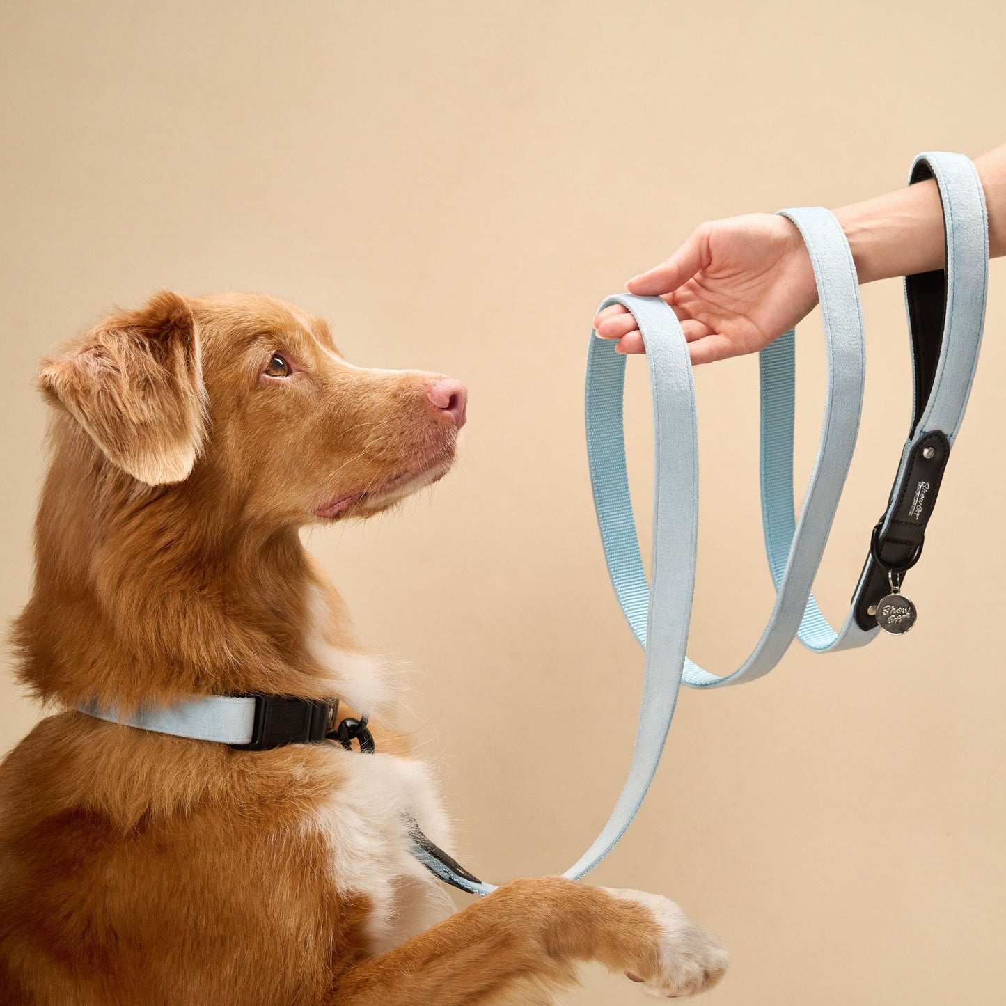 Light Blue Velvet Dog Collar with Black Leather