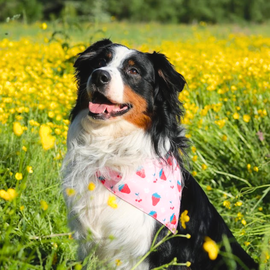 Strawberry Bandana