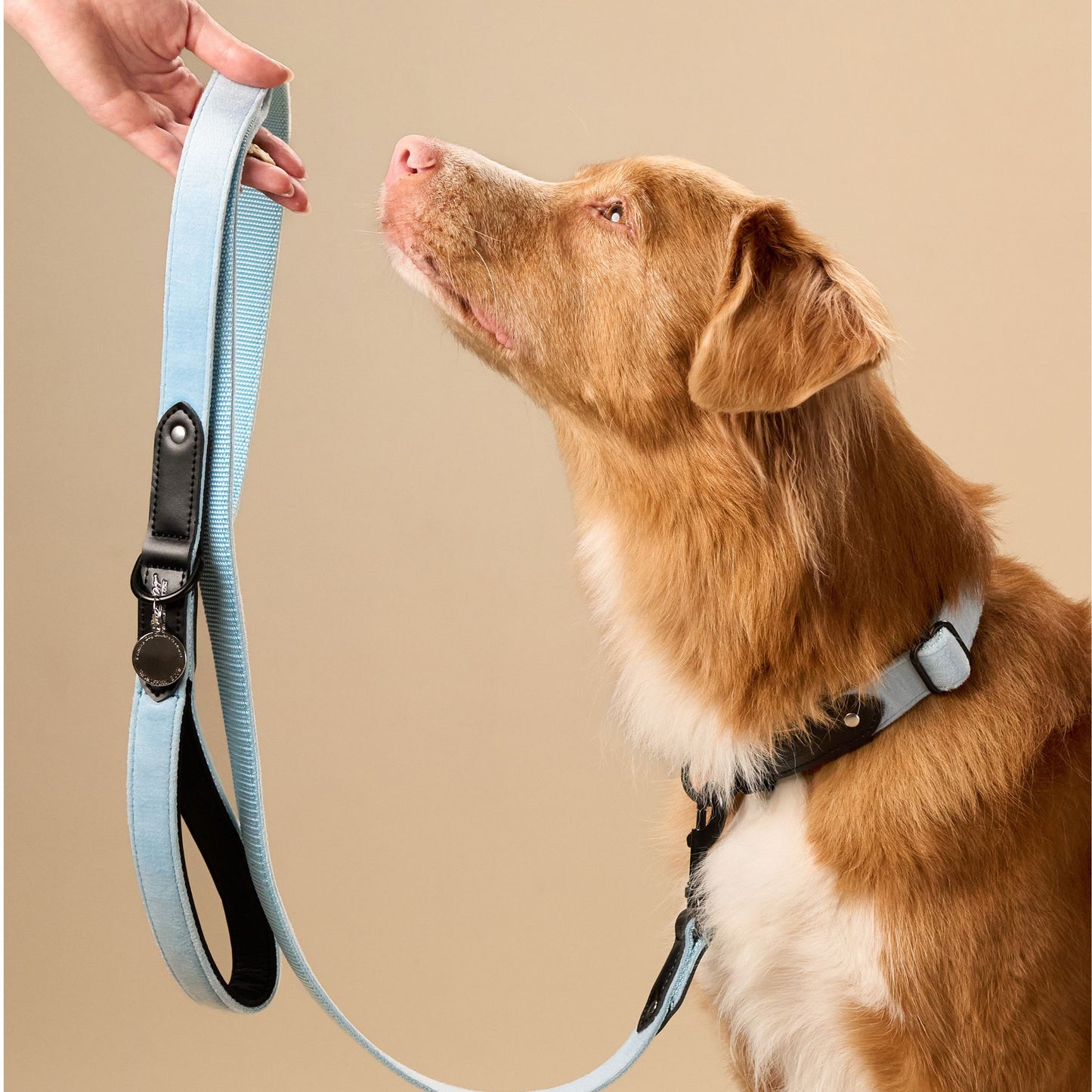 Light Blue Velvet Dog Collar with Black Leather