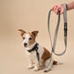 Grey Suede Dog Collar with Black Leather