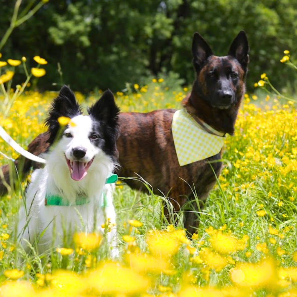 Yellow Gingham Bandana
