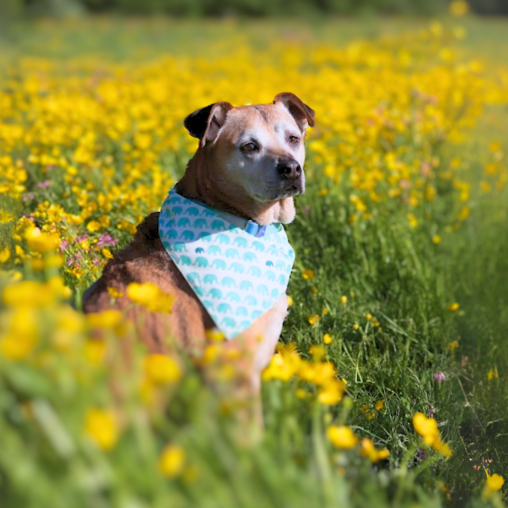 The Ivory Bandana