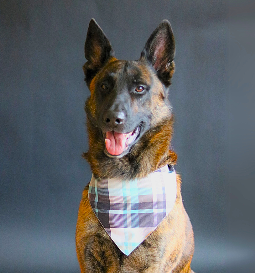 The Brown Plaid Bandana