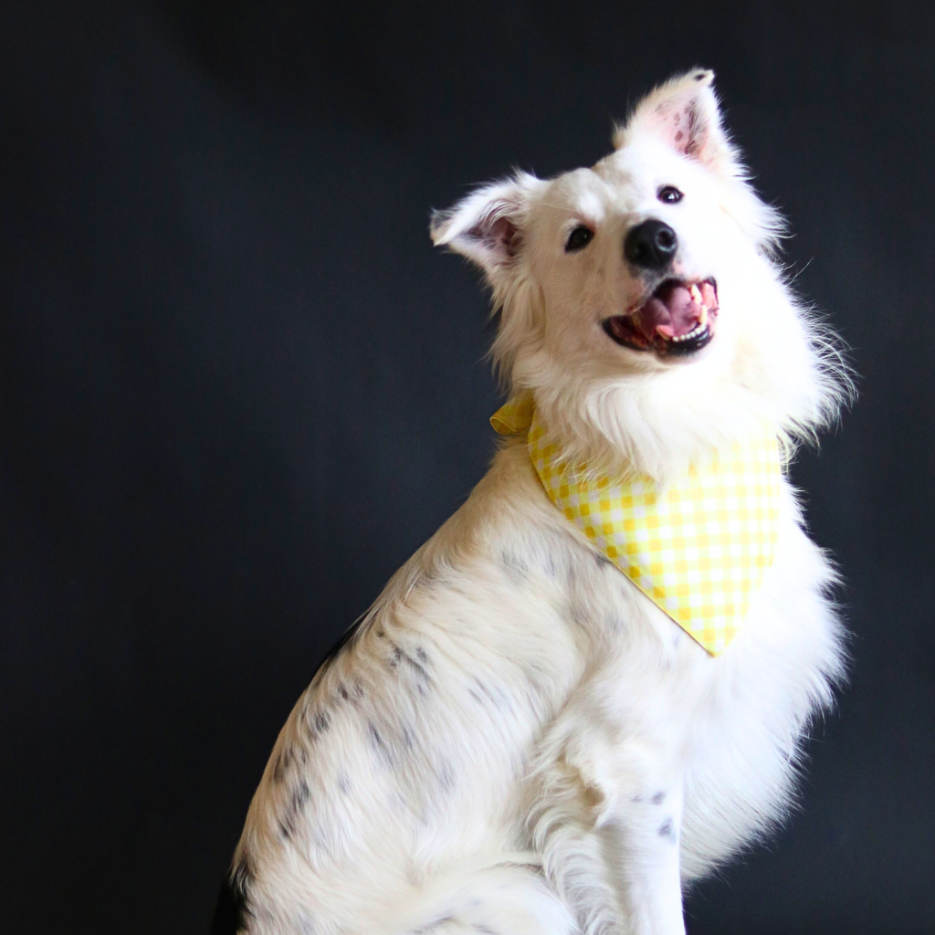 Yellow Gingham Bandana