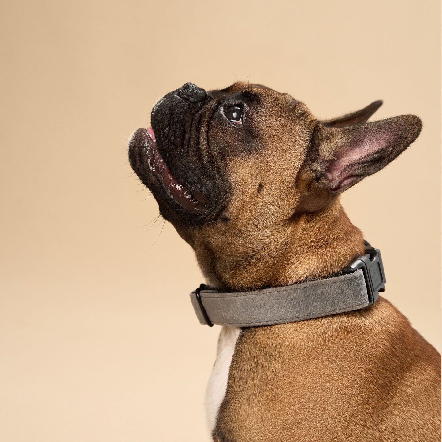 Grey Velvet Dog Collar with Black Leather