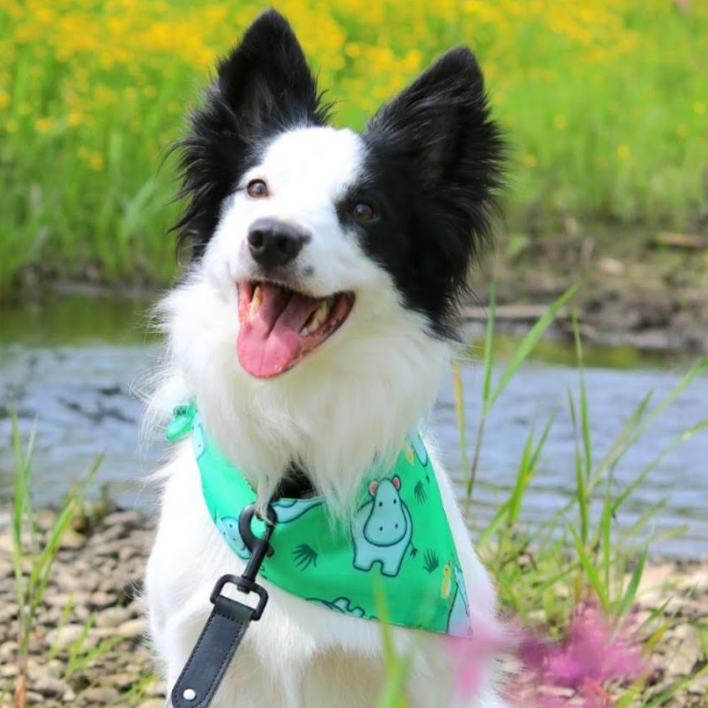 The Fern Bandana