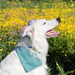 The Green Dot Bandana