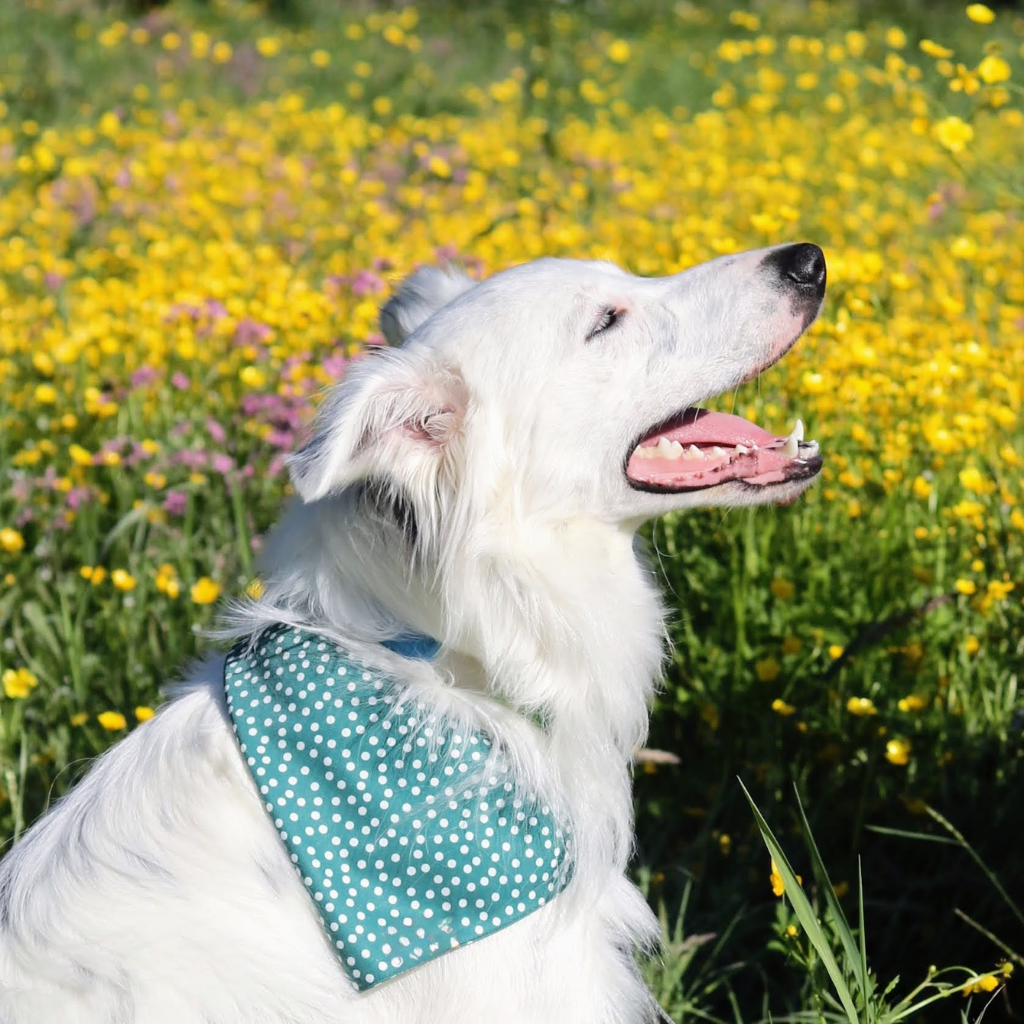 The Green Dot Bandana
