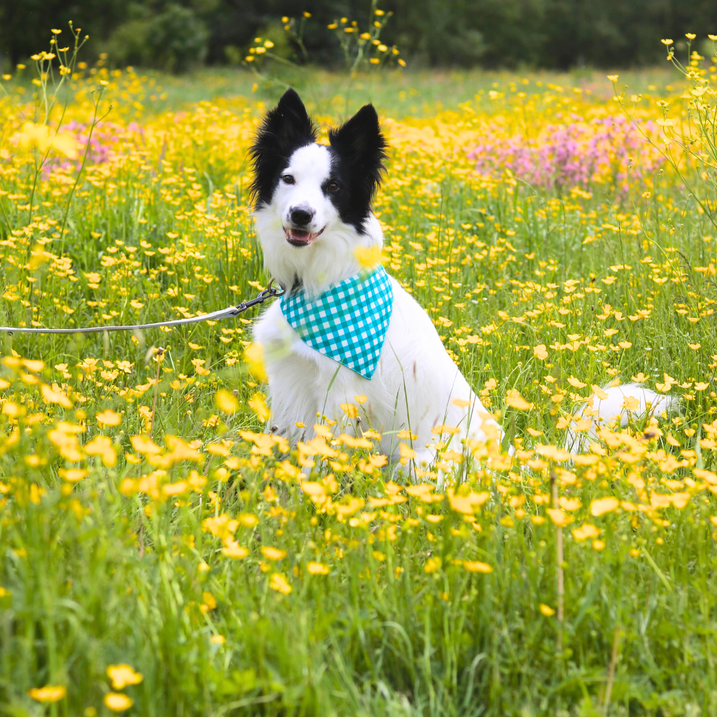 The Green Gingham Bandana