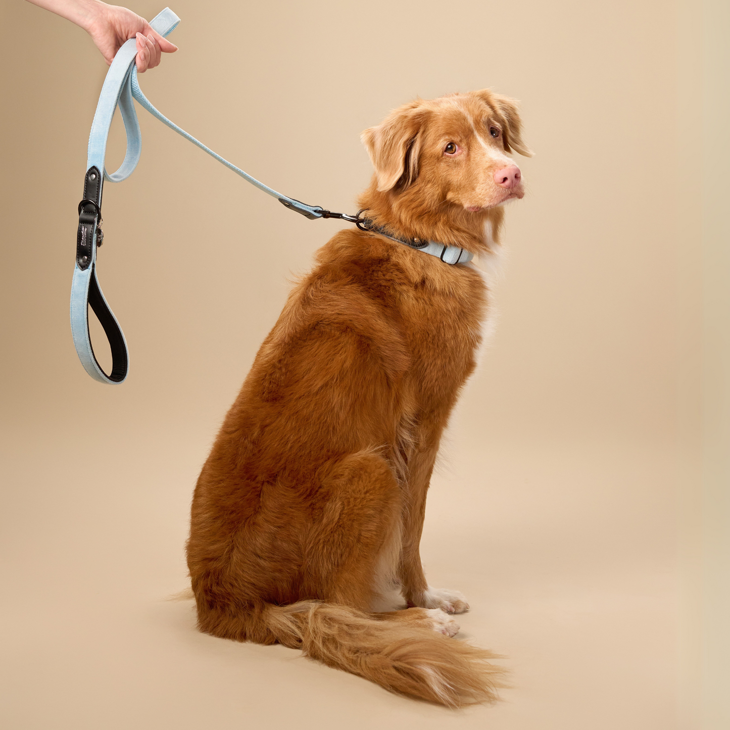Light Blue Velvet Dog Leash with Black Leather