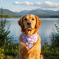 The Dreamy Bandana