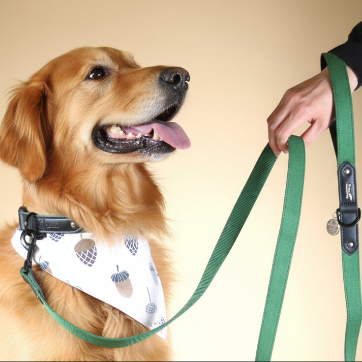 Emerald Green Suede Dog Collar with Black Leather
