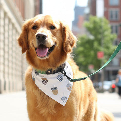 Emerald Green Suede Dog Collar with Black Leather