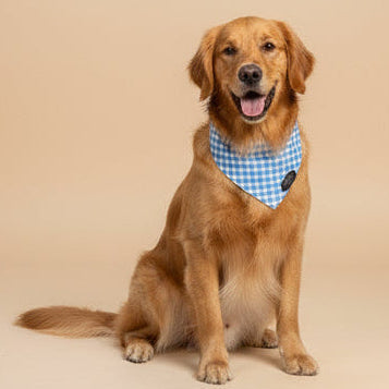 The Blue Gingham Bandana